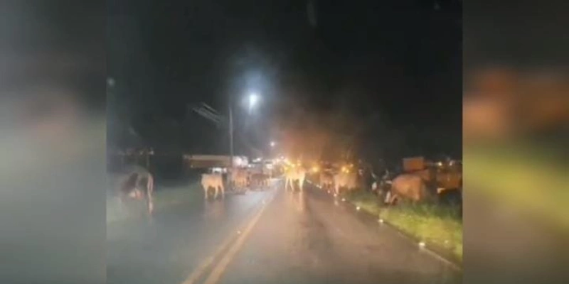 Motorista flagra mais de 40 cabeças de gado durante noite em rodovia de Boa Ventura - Arquivo Diamante Online