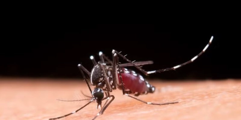 Mosquito transmissor da dengue - Divulgação