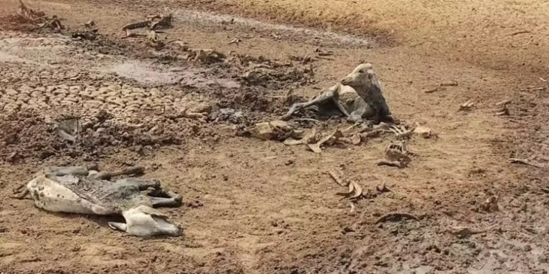 Gado morreu de sede e fome, em fazenda de Mato Grosso do Sul. - PMA/Reprodução